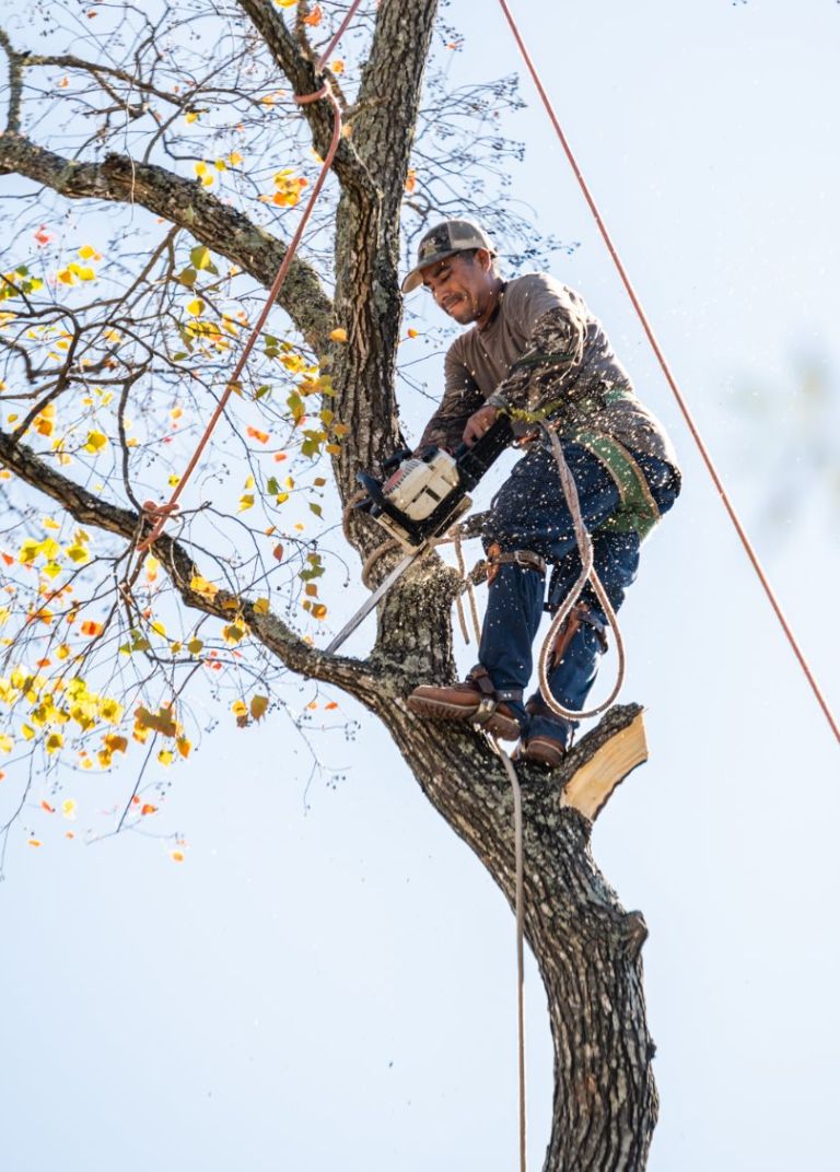 faq image - Phoenix Driven Tree Services