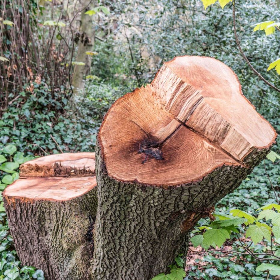 grinding - Phoenix Driven Tree Services