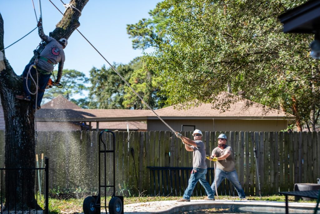 tree cutting - Phoenix Driven Tree Services