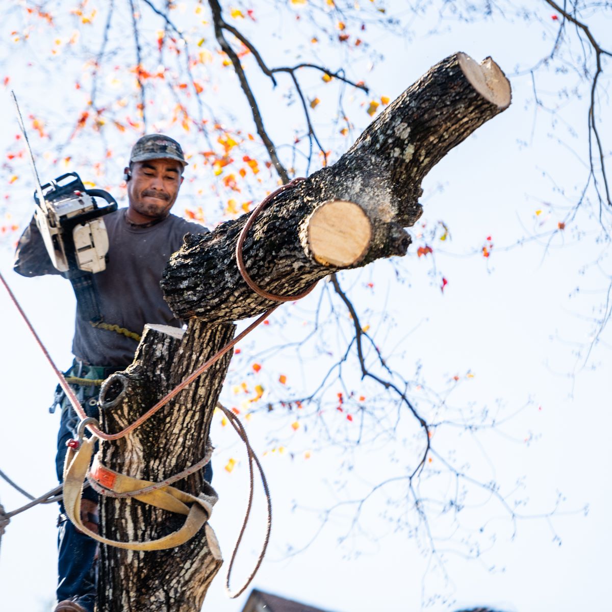 tree cutting image - Phoenix Driven Tree Services